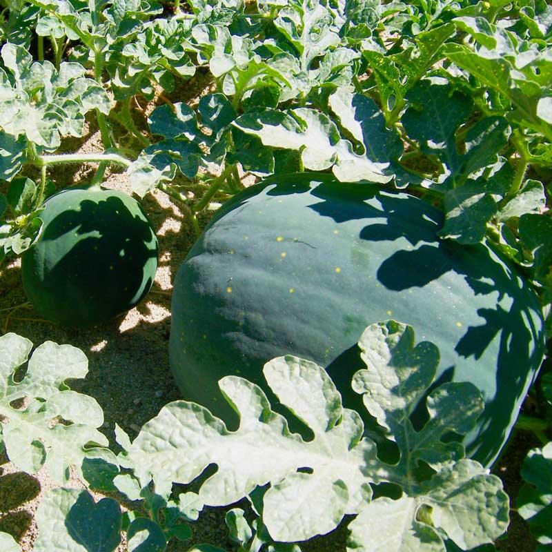 Moon & Stars Watermelon Seeds (Organic)