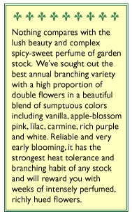 Ten Week Perfume Stock Flower Seeds