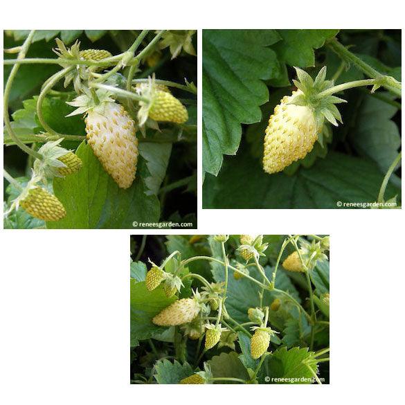 Pineapple Alpine Strawberry Seeds