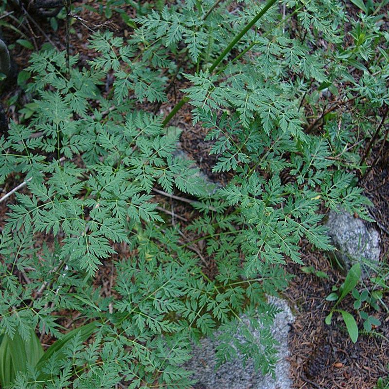 Osha Seeds