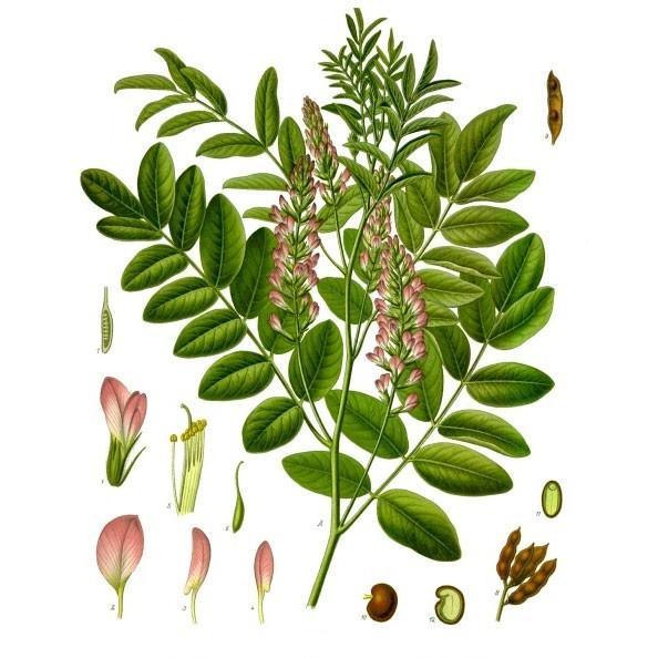 Official Licorice Seeds