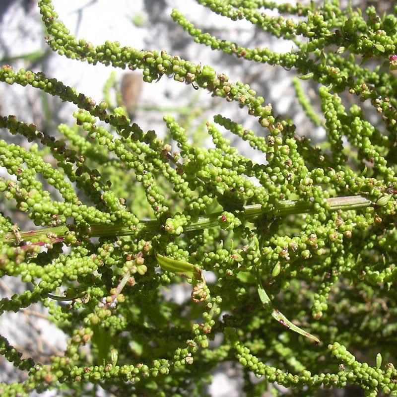 Epazote Seeds (Organic)