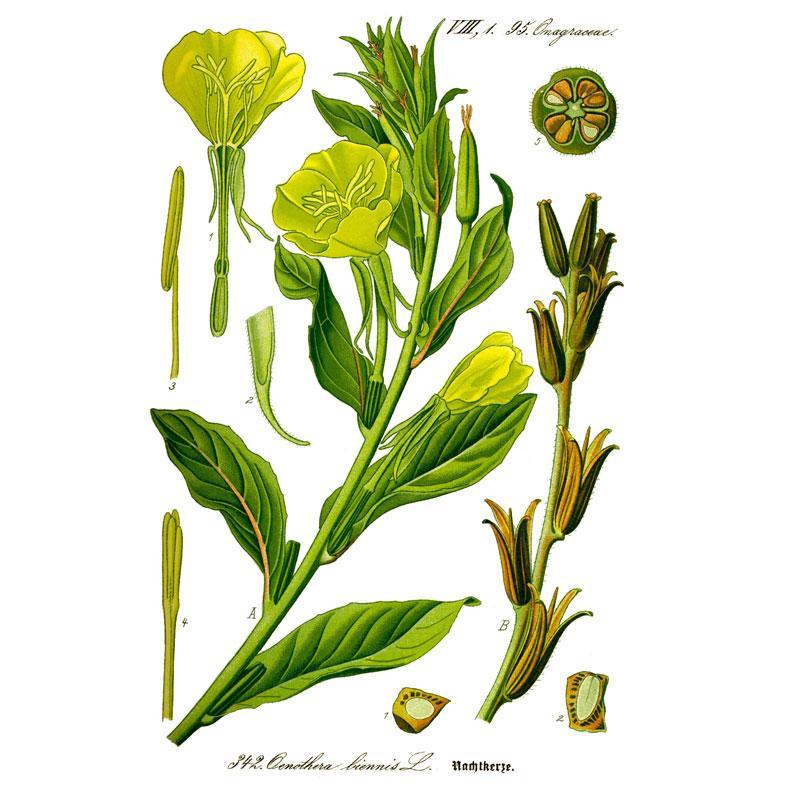 Evening Primrose Flower Seeds (Organic)