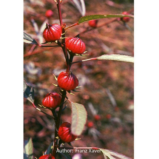 Roselle Hibiscus Seeds (Organic)