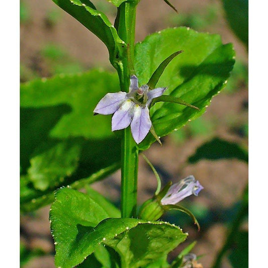 Official Lobelia Flower Seeds (Organic)