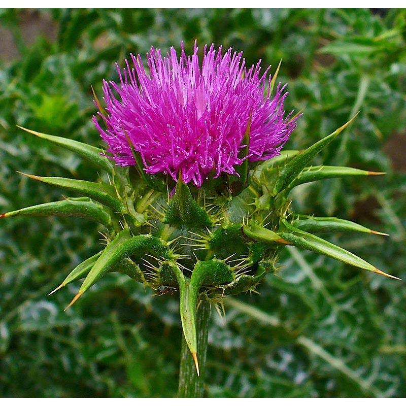 Milk Thistle Seeds (Organic)
