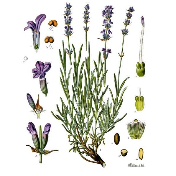 Munstead Lavender Seeds (Organic)