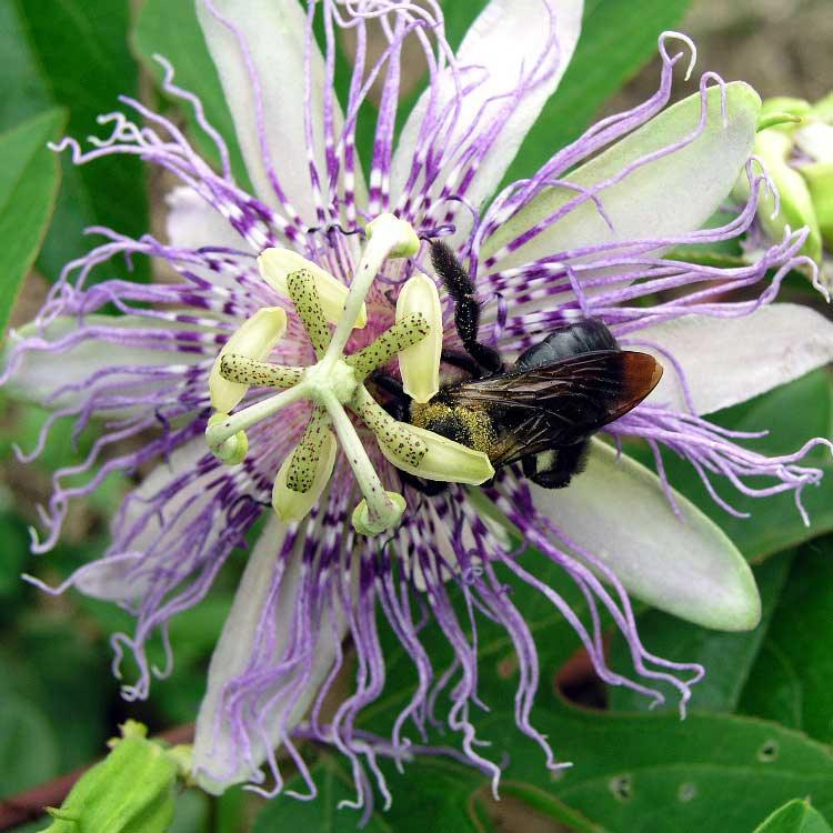 Passionflower Seeds (Organic)