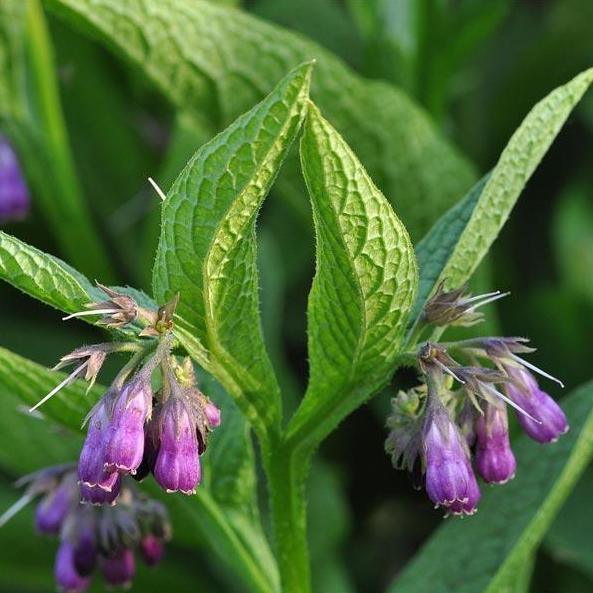 True Comfrey Seeds (Organic)