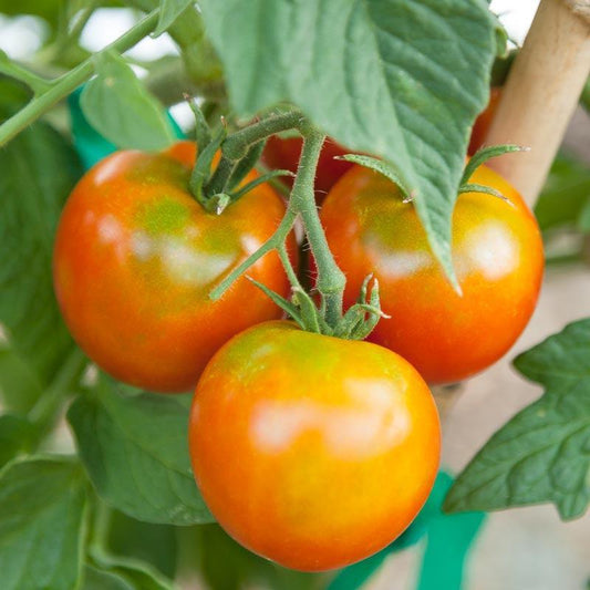 Organic Stupice Tomato