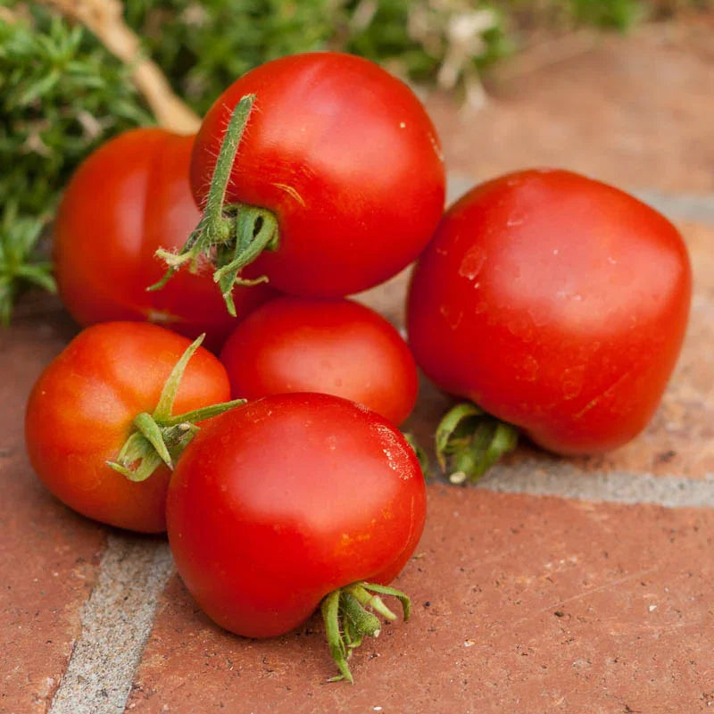 Organic Stupice Tomato