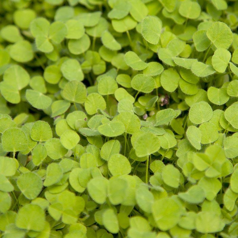 Subterranean Clover Mix - Nitrocoated Seed (lb)