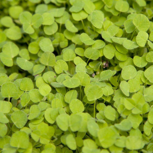Subterranean Clover Mix - Nitrocoated Seed (lb)