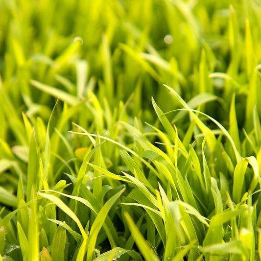 Sudangrass - Raw Seed (lb)