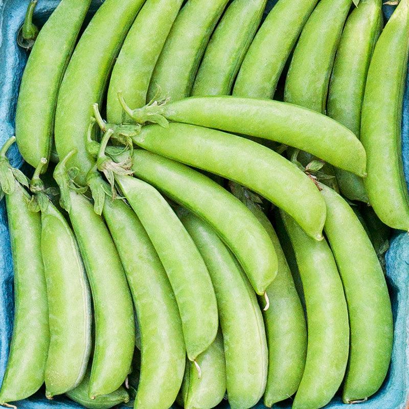 Organic Cascadia Sugar Snap Pea