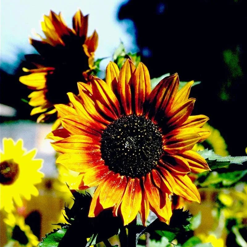 Autumn Beauty Sunflower (Organic)