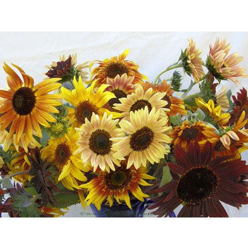Sun Samba Ornamental Sunflower Flower Seeds