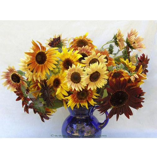 Sun Samba Ornamental Sunflower Flower Seeds