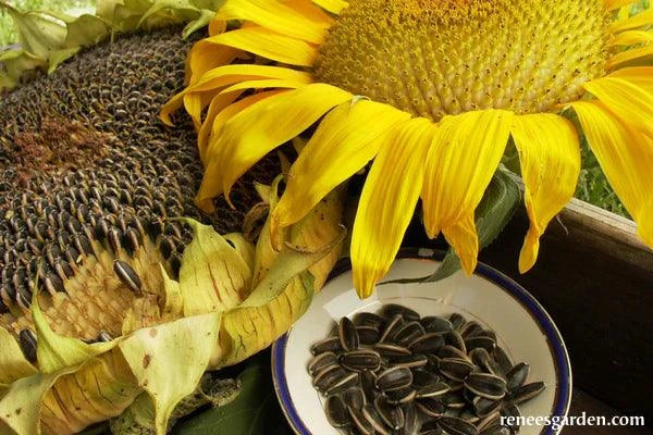 Sunflower Snack Seeds