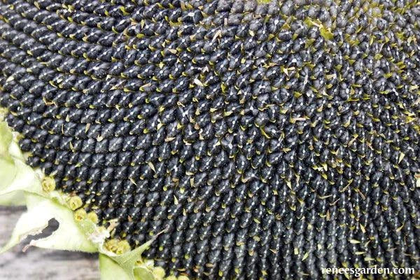 Sunflower Snack Seeds