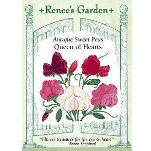 Queen of Hearts Antique Sweet Pea Flower Seeds