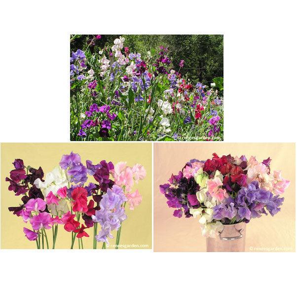 Spencer Ruffled Sweet Pea Flower Seeds