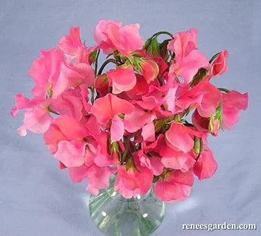 Strawberry Fields Sweet Pea