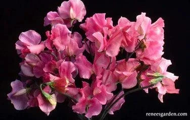 Strawberry Fields Sweet Pea