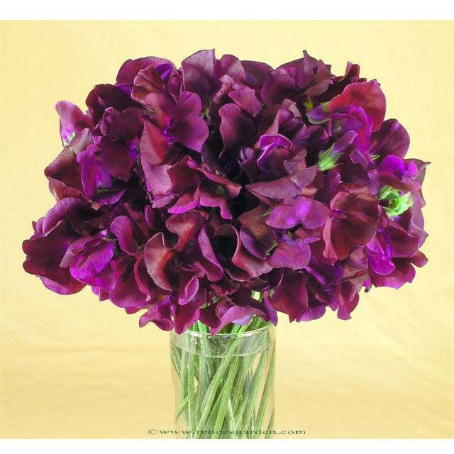 Zinfandel Sweet Pea Flower Seeds