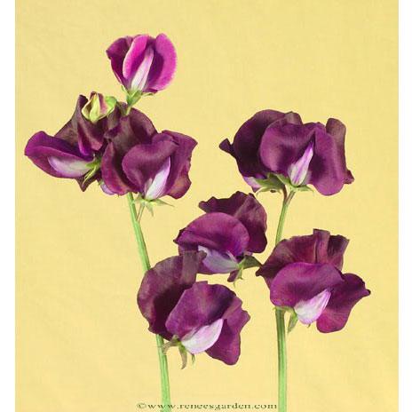 Zinfandel Sweet Pea Flower Seeds