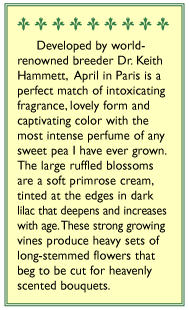 April in Paris Sweet Pea Flower Seeds