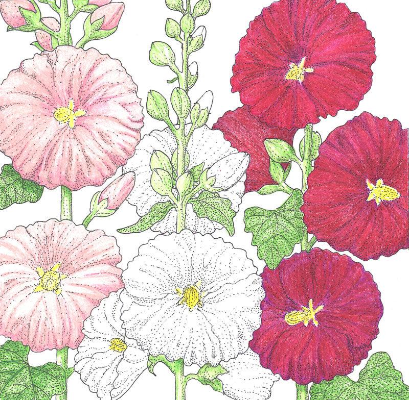 Hollyhock (pack)