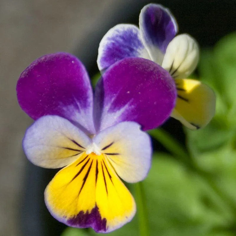 Johnny Jump Up Viola 1/4lb