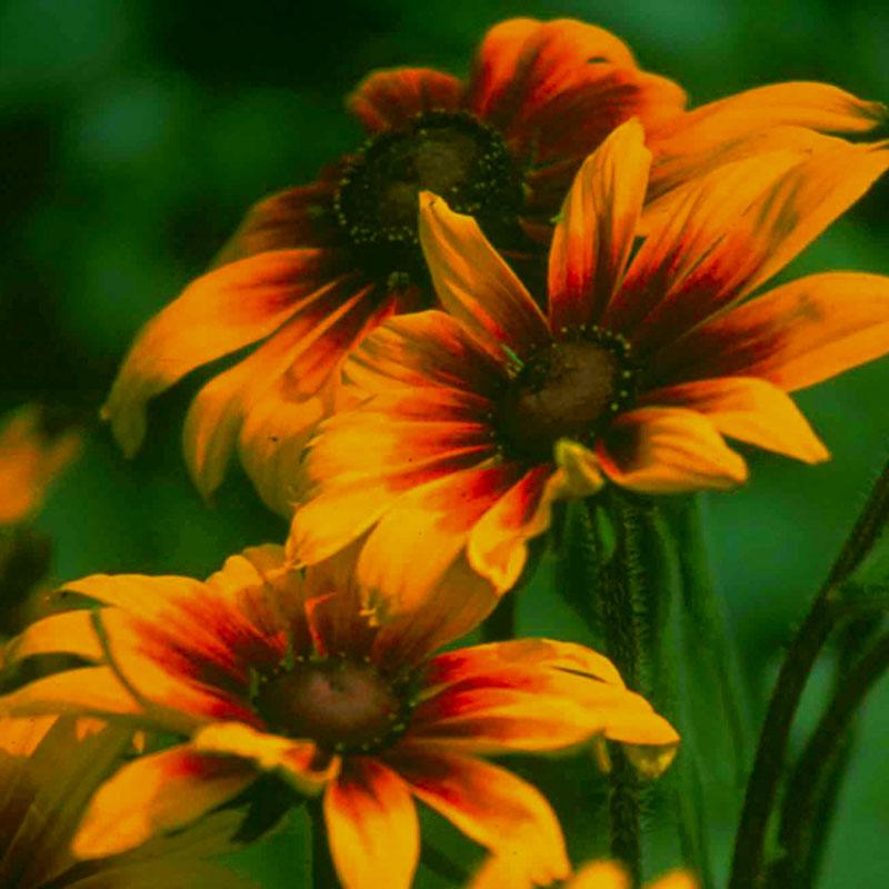 Rudbeckia Cappuccino (Butterfly) Flower Seeds