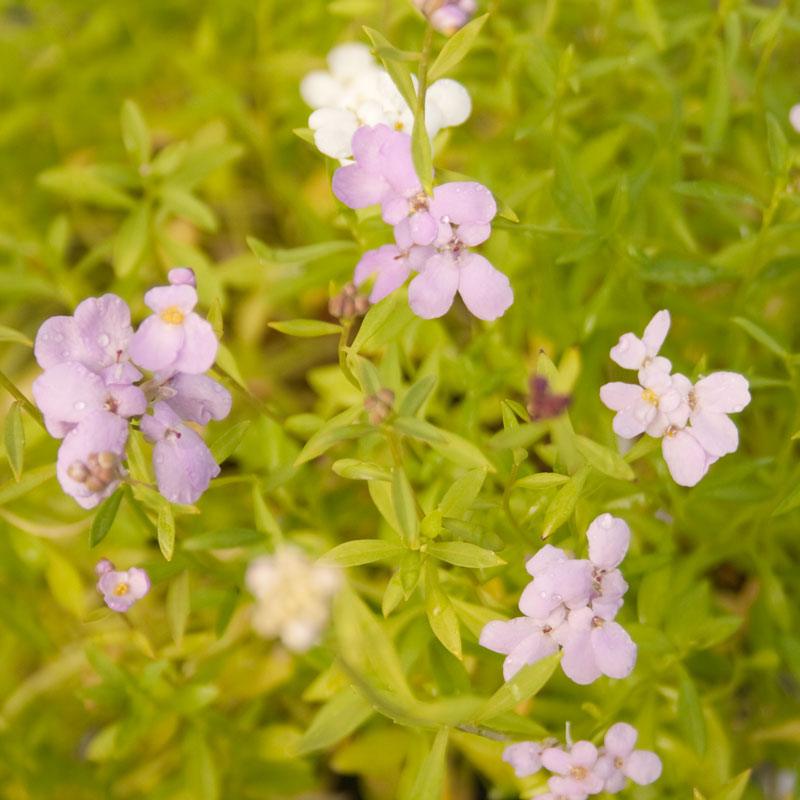Candytuft, Dwarf (1/4 lb)