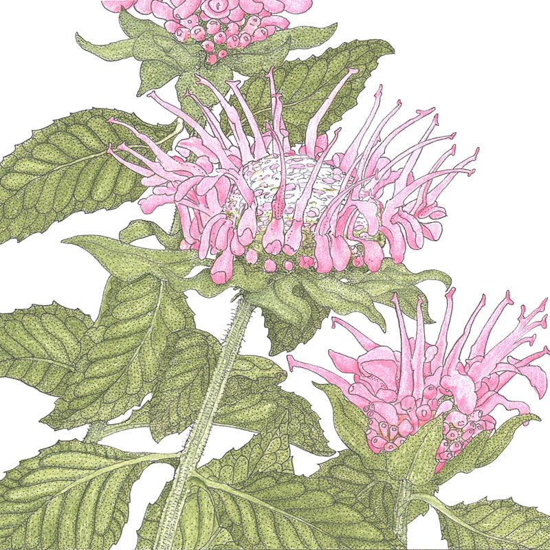 Bee Balm