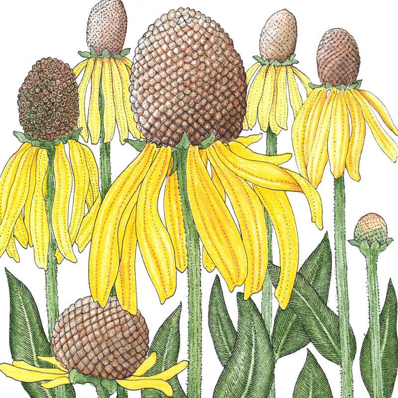 Coneflower, Yellow Prairie (pack)