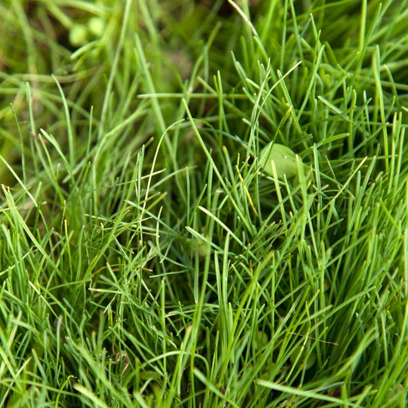 Peaceful Valley Kaleidoscope Meadow Mix - Seed (lb)