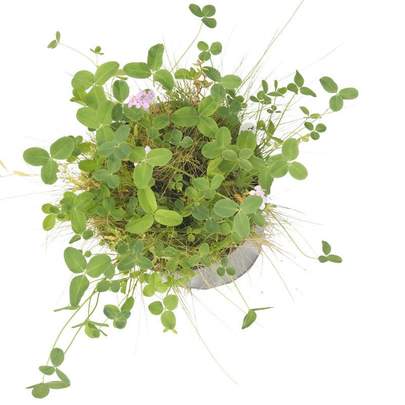 Peaceful Valley Kaleidoscope Meadow Mix - Seed (lb)
