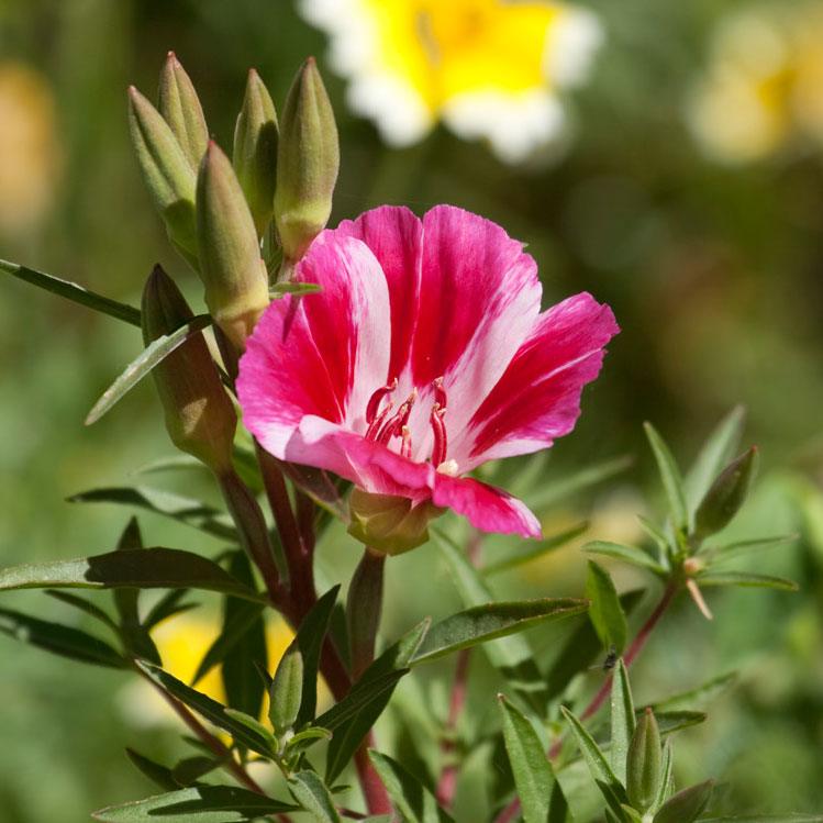 Godetia, Semi-Tall Single Mix (pack)