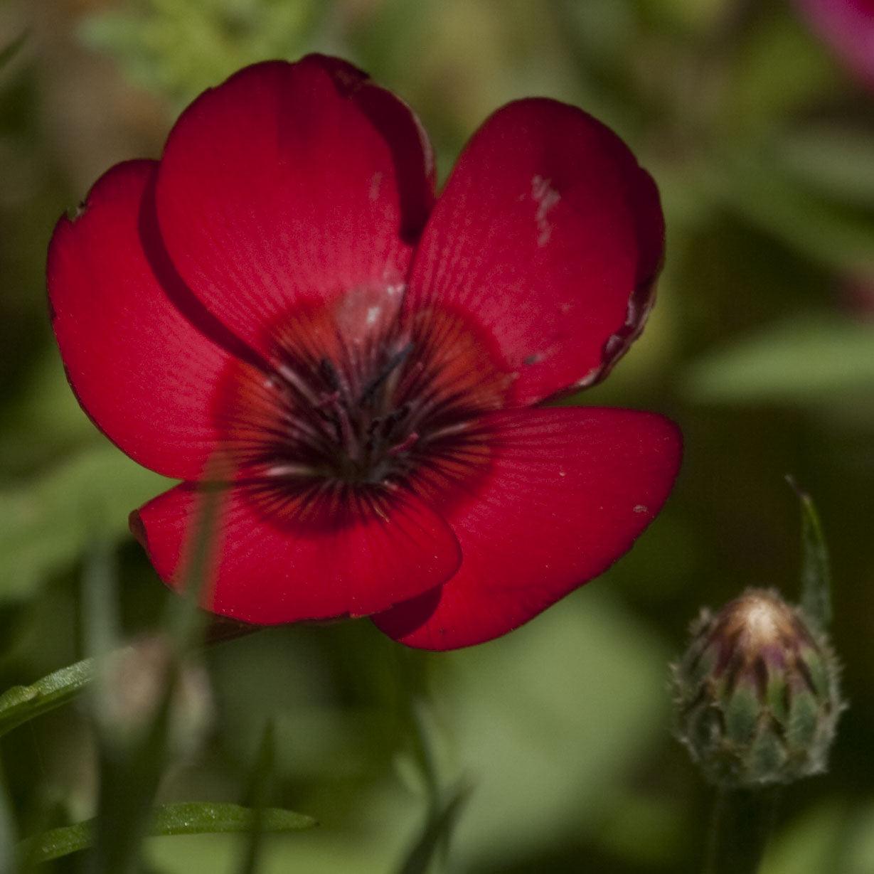 Flax, Scarlet (pack)