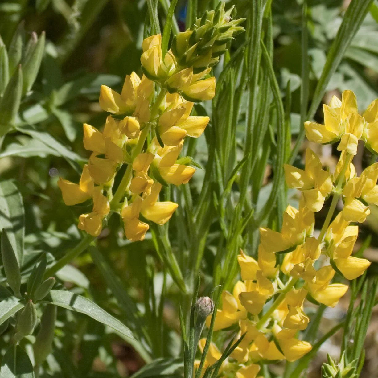 Lupine, Yellow 1/4lb
