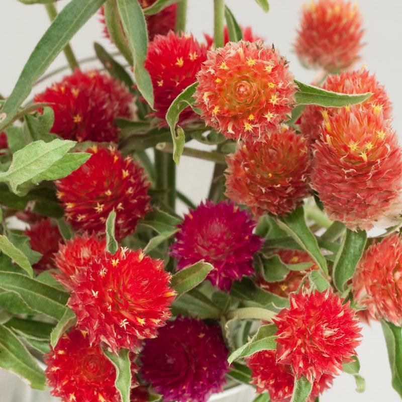 Mardi Gras Parade Globe Amaranth Flower Seeds