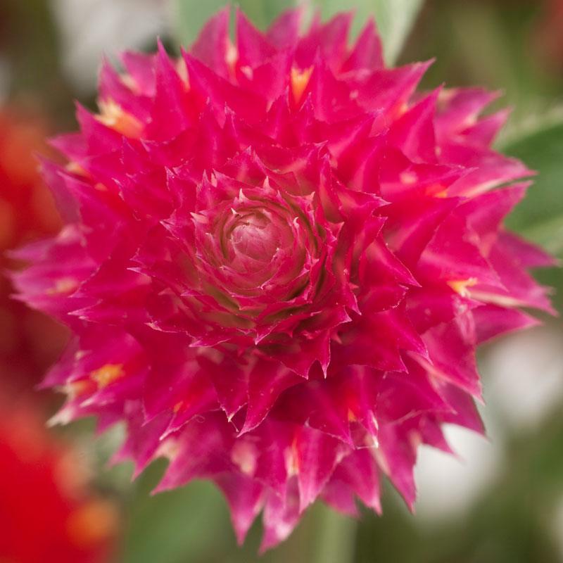 Mardi Gras Parade Globe Amaranth Flower Seeds