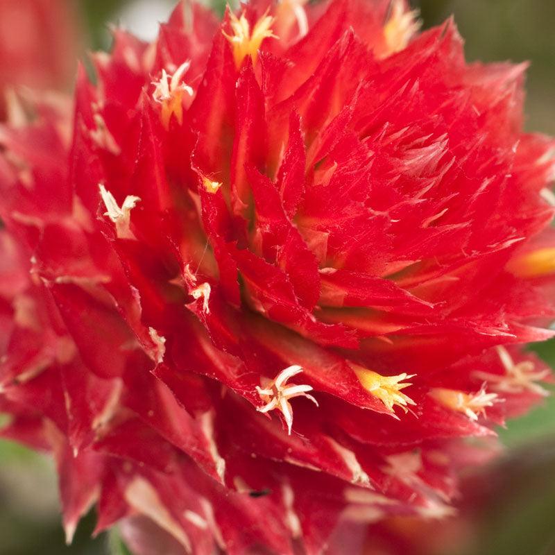 Mardi Gras Parade Globe Amaranth Flower Seeds