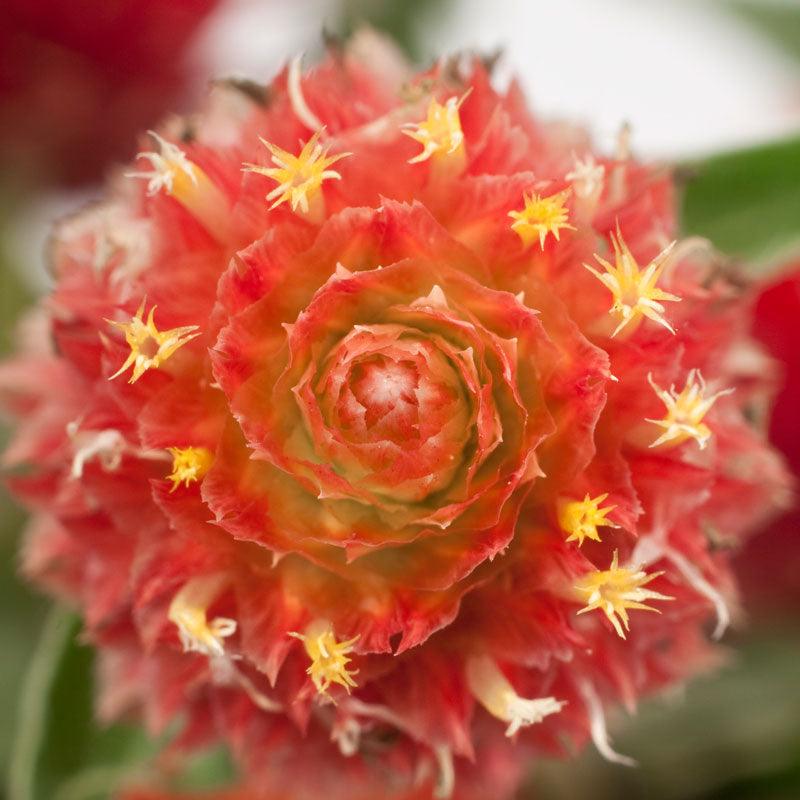 Mardi Gras Parade Globe Amaranth Flower Seeds