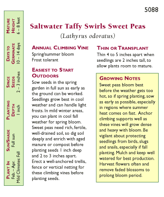 Saltwater Taffy Swirls Specialty Sweet Pea Flower Seeds