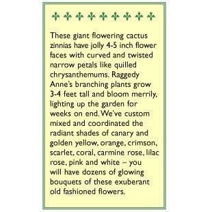 Raggedy Anne Cactus Zinnia Flower Seeds