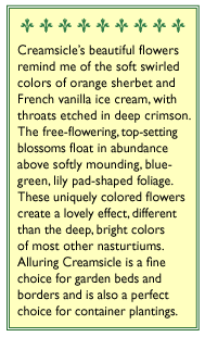 Creamsicle Hummingbird Nasturtium Flower Seeds