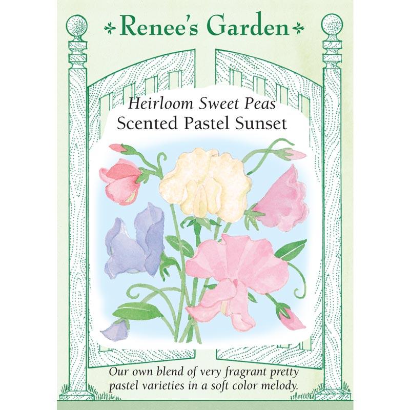 Pastel Sunset Sweet Pea Flower Seeds